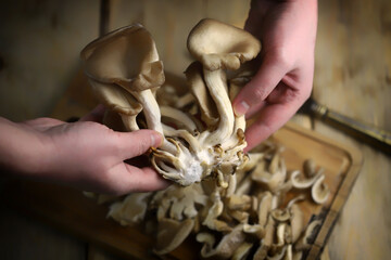 Oyster mushrooms bunch in hands. Raw mushrooms on a wooden surface.