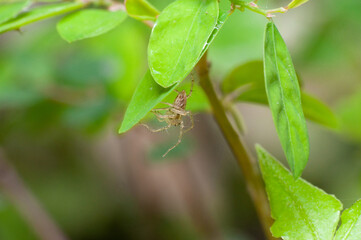 Oxyopes macilentus on the leaf.