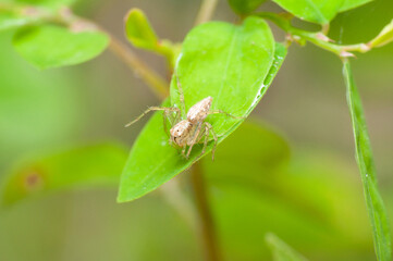 Oxyopes macilentus on the leaf.