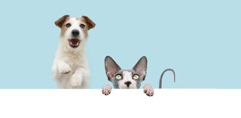 Banner funny cat and dog hide  sphynx cat hanging in a blank. Isolated on blue colored background.