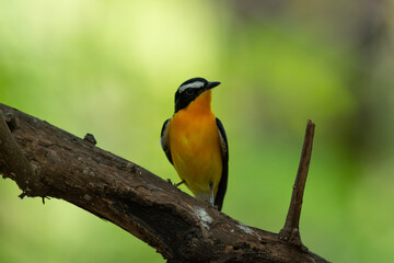 Obraz premium Yellow rumped Flycatcher in Bangkok Thailand