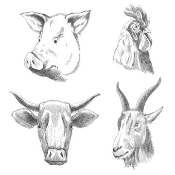 Hand drawn animals. Farm livestock animals. Vintage engraving illustrations for poster or web. Hand drawn pig, cock, cow and goat sketch in a graphic style