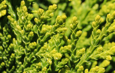 close up of grass