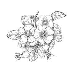 Hand drawn sketch black and white of branch dog rose, leaf, flower. Vector illustration of rosehip. Elements in graphic style label, sticker, menu, package. Engraved style illustration.