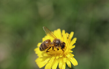 bee on yellow flower