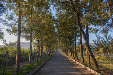 Tree lined drive to a vineyard in India