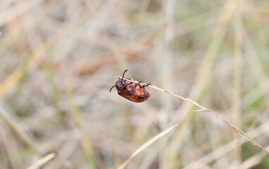 ladybug on a blade of grass