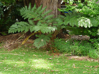 Flowers and plants on Dangar Island, NSW Australia