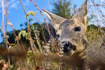 young roe deer in the field grass, summer sky.
