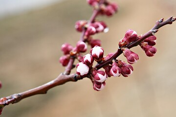 한국의매화꽃입니다