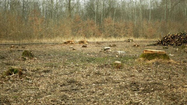 Logging cut industry pile timber of felled wood branches cutting deforestation, stump newly new planted planting growing trees seedling making their way wood larva larvae, clear cut calamity wood