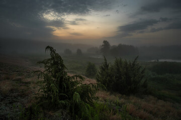 Juniper silhouettes against the dark predawn sky. Fog in the background.