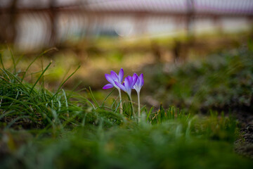 spring crocus flowers