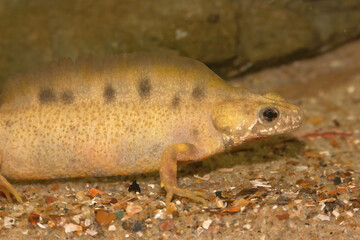Closeup of an aquatic albino Italian crested newt, Triturus carnifex