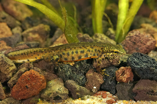 Closeup of an aquatic male Carpathian or Montadon's newt, Lissotriton montandoni