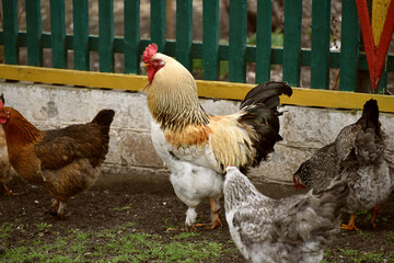 Rooster and hens searching for worms, farm photo