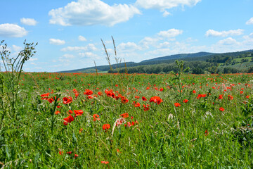 Meadow with many red poppies and green forest