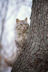 Naklejka na ściany i meble Photo of a gray fluffy cat on a tree.