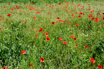 Fototapeta premium Meadow with lots of red poppies