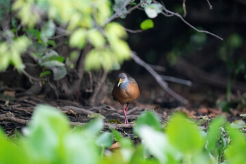 The Grey-necked Wood Rail or Grey-cowled Wood Rail (Aramides cajaneus)