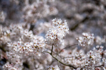 Obraz premium 風景素材 陽射しを浴びた鮮やかな桜の花