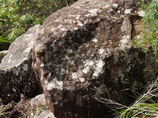 Moss, lichen on rocks and stones