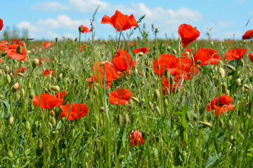 A meadow with lots of red poppies and sky