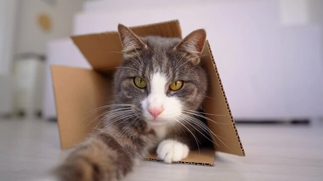Funny cute tabby cat playing in cardboard box. Cat looking out of the box at camera and trying to caught it with his paw