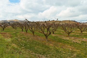 Obraz premium Wine grape field in France in early spring.