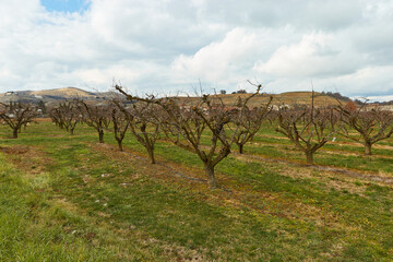 Wine grape field in France in early spring.