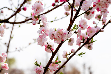 Obraz premium 風景素材 鮮やかで綺麗なハナモモの花