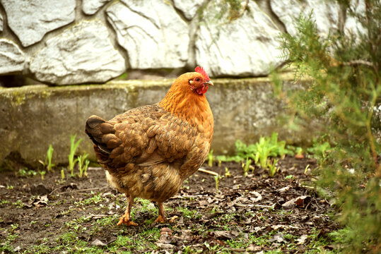 Brown fat hen walking outdoors,rural photo