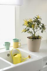 Beautiful potted mimosa plant on countertop in kitchen