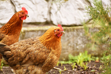 Two  fat hens walking outdoors,rural photo