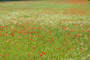 A big  green meadow with lots of red wild flowers
