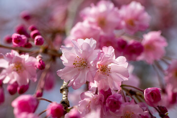 風景素材　陽射しを浴びて鮮やかな枝垂れ桜の花