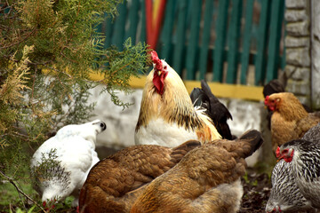 Rooster and hens searching for worms, farm photo