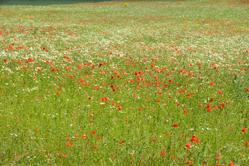 A large green meadow with lots of wild flowers