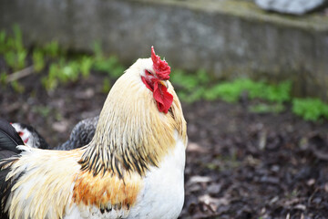 Pretty rooster outdoors,big bird photo