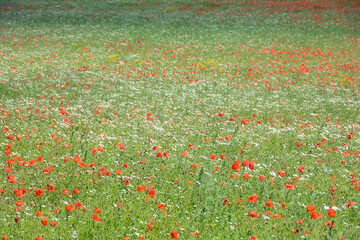 Big  meadow with lots of wild flowers