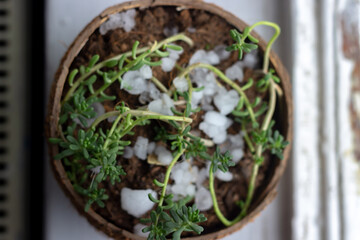 Close-up view of Sedum morganianum plant with hail grains in a coconut shell pot. Selective focus.