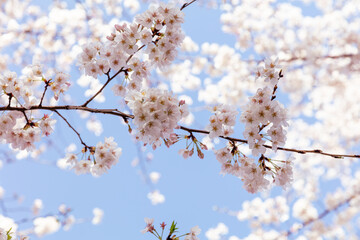 南町桜並木遊歩道の桜