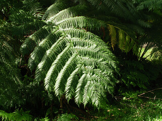 Flowers and plants on Dangar Island