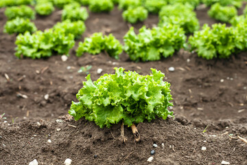  Gardening banner background with green lettuce plants. Agricultural field with Green lettuce leaves on garden beds in the vegetable field. 