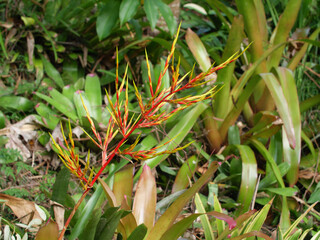 Flowers and plants on Dangar Island