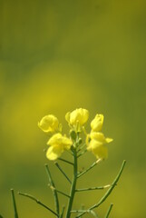 yellow flower in the garden