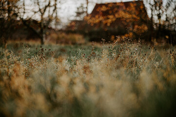 the atmosphere of an autumn village, comfort and home on a dry autumn field of dry grass