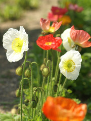 poppy flowers in the field
