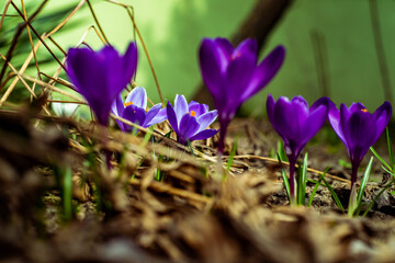 purple crocus flowers