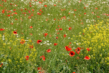 A big meadow with poppies and daisies